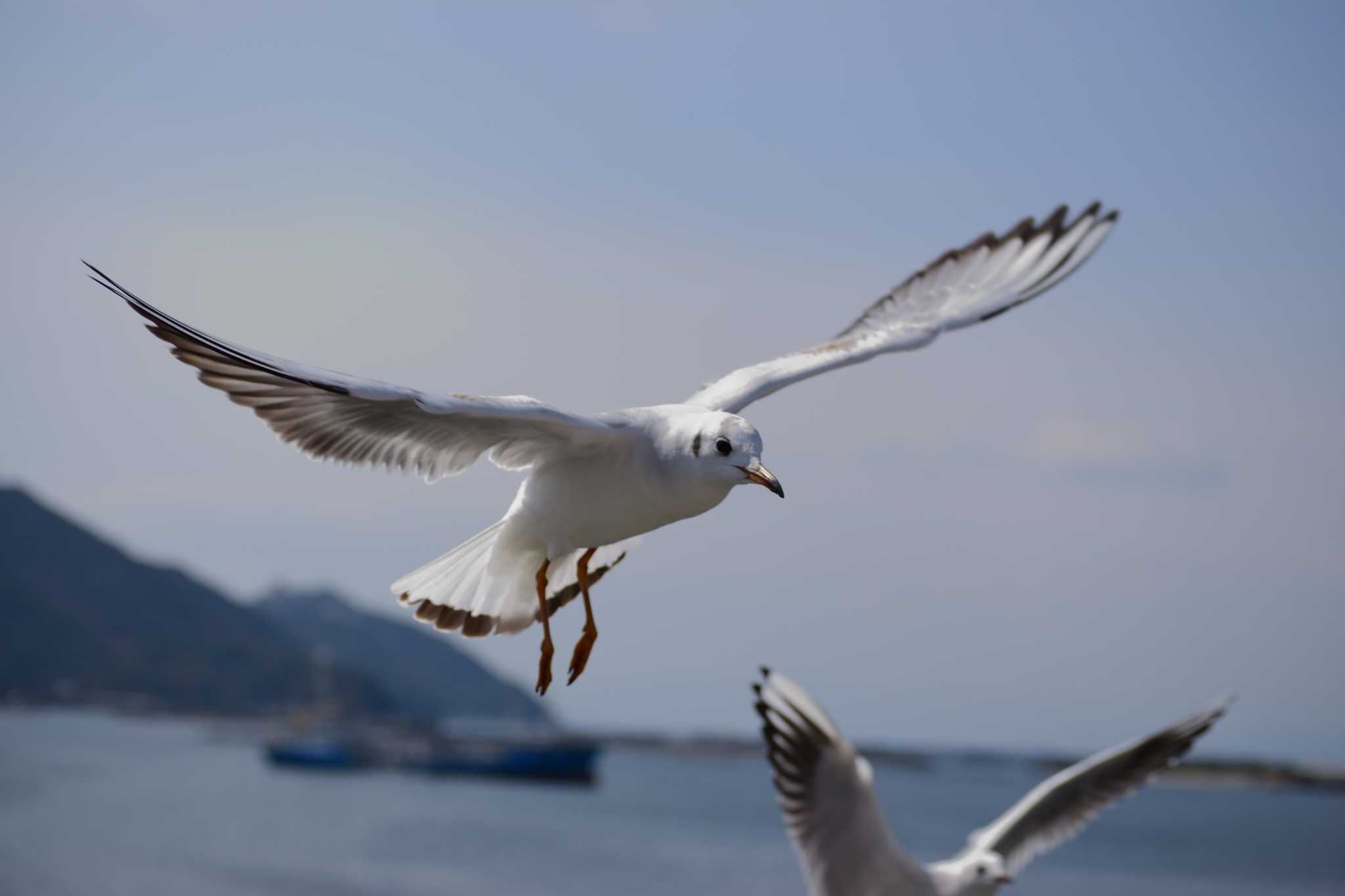 Black-tailed Gull