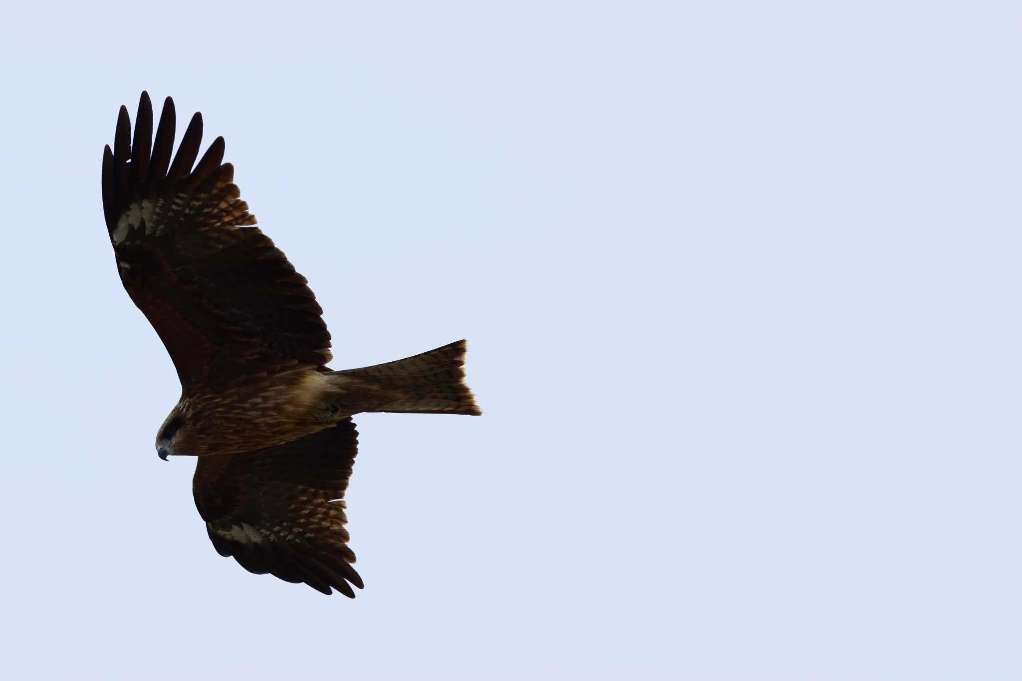 Black Kite