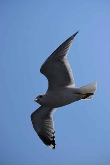 カモメ 鳴門海峡 淡路島 2019年3月23日(土)