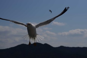 カモメ 鳴門海峡 2019年3月23日(土)