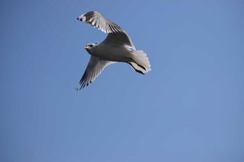 カモメ 鳴門海峡 淡路島 2019年3月23日(土)