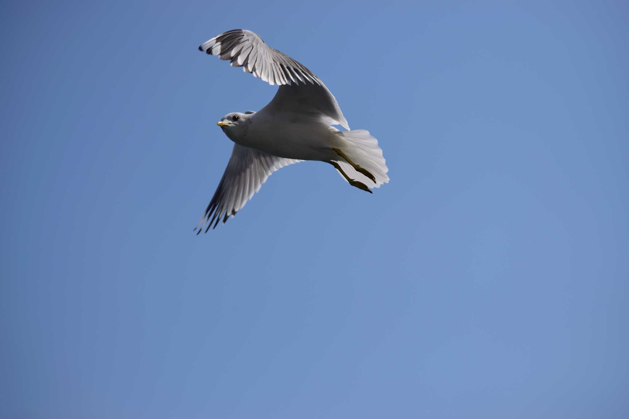 Photo of Common Gull at 鳴門海峡 淡路島 by Buchiaz