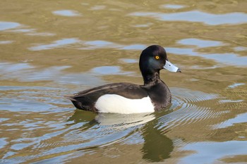 2019年3月22日(金) 三ツ池公園(横浜市鶴見区)の野鳥観察記録