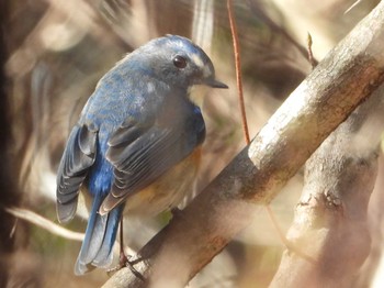 2019年3月24日(日) 兵庫県　三木市の野鳥観察記録