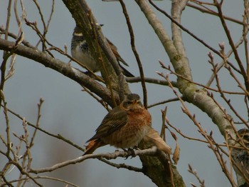 2019年3月22日(金) 兵庫県　三木市の野鳥観察記録