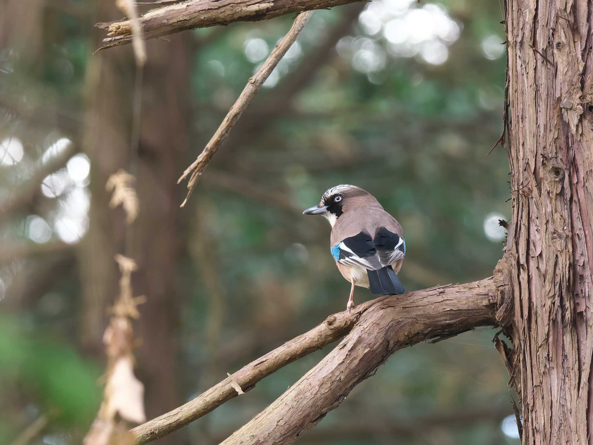 2025年1月18日(土) トトロの森の野鳥観察記録 by OVSK66 | ZooPicker 2025年1月18日(土) トトロの森の野鳥観察記録 by OVSK66 | ZooPicker