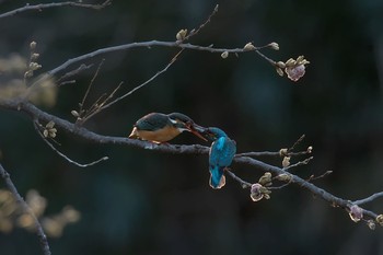 カワセミ 場所が不明 2019年3月24日(日)