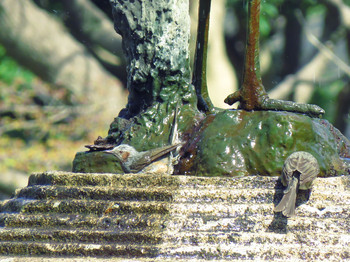 2019年3月24日(日) 日比谷公園の野鳥観察記録