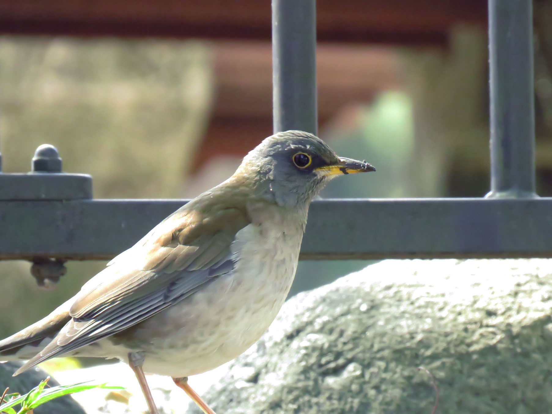 Pale Thrush