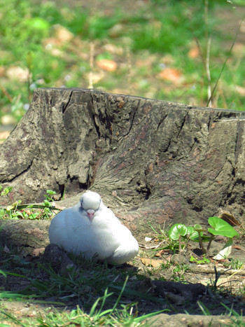 カワラバト 日比谷公園 2019年3月24日(日)