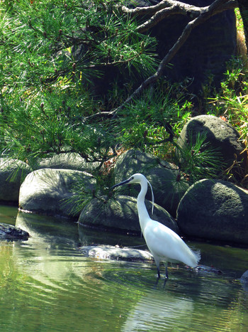 コサギ 日比谷公園 2019年3月24日(日)