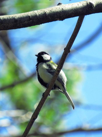 シジュウカラ 日比谷公園 2019年3月24日(日)