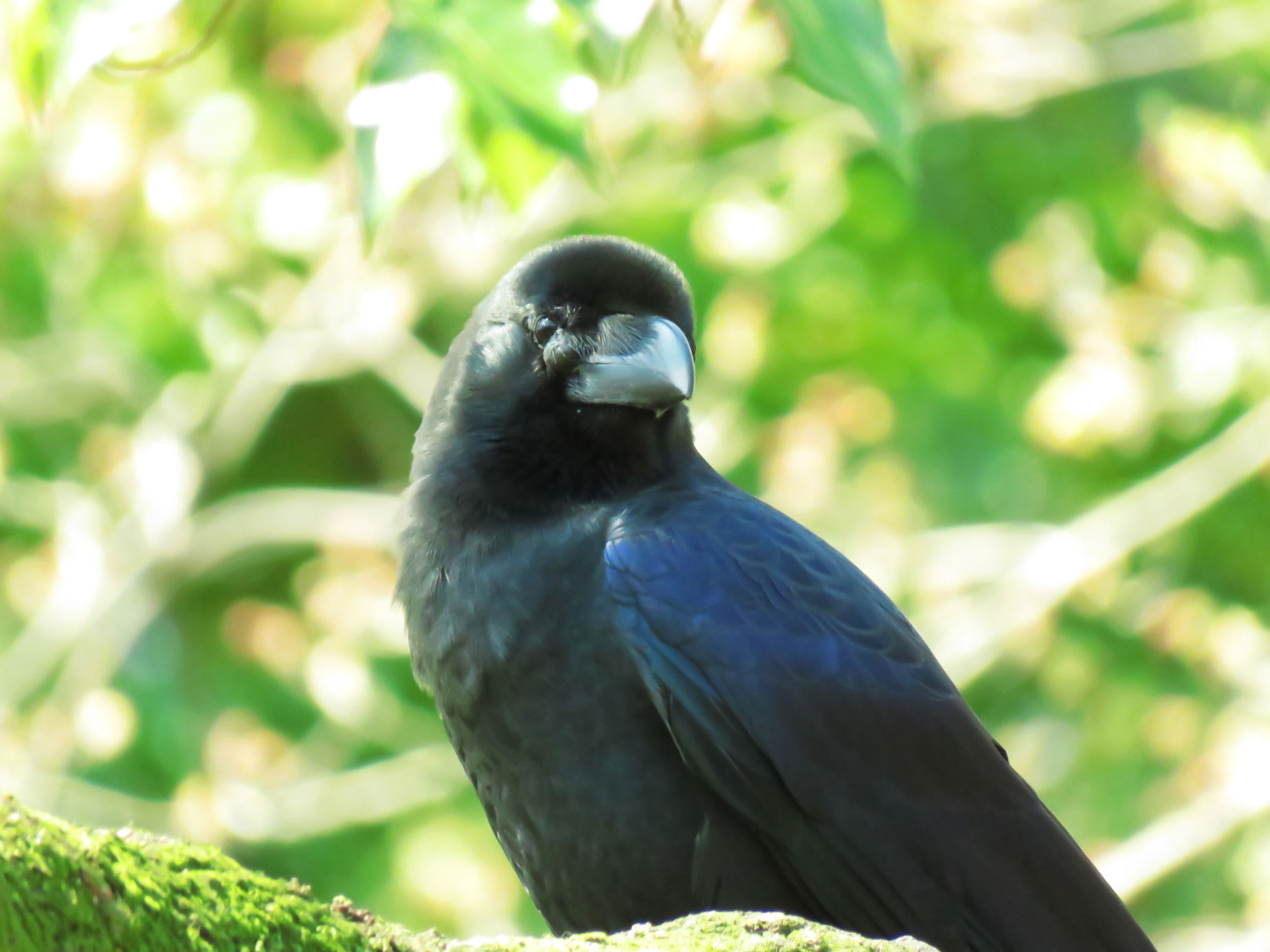 Large-billed Crow