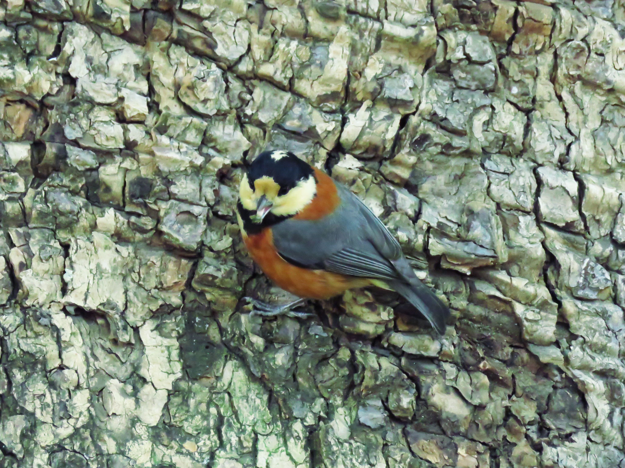 Varied Tit