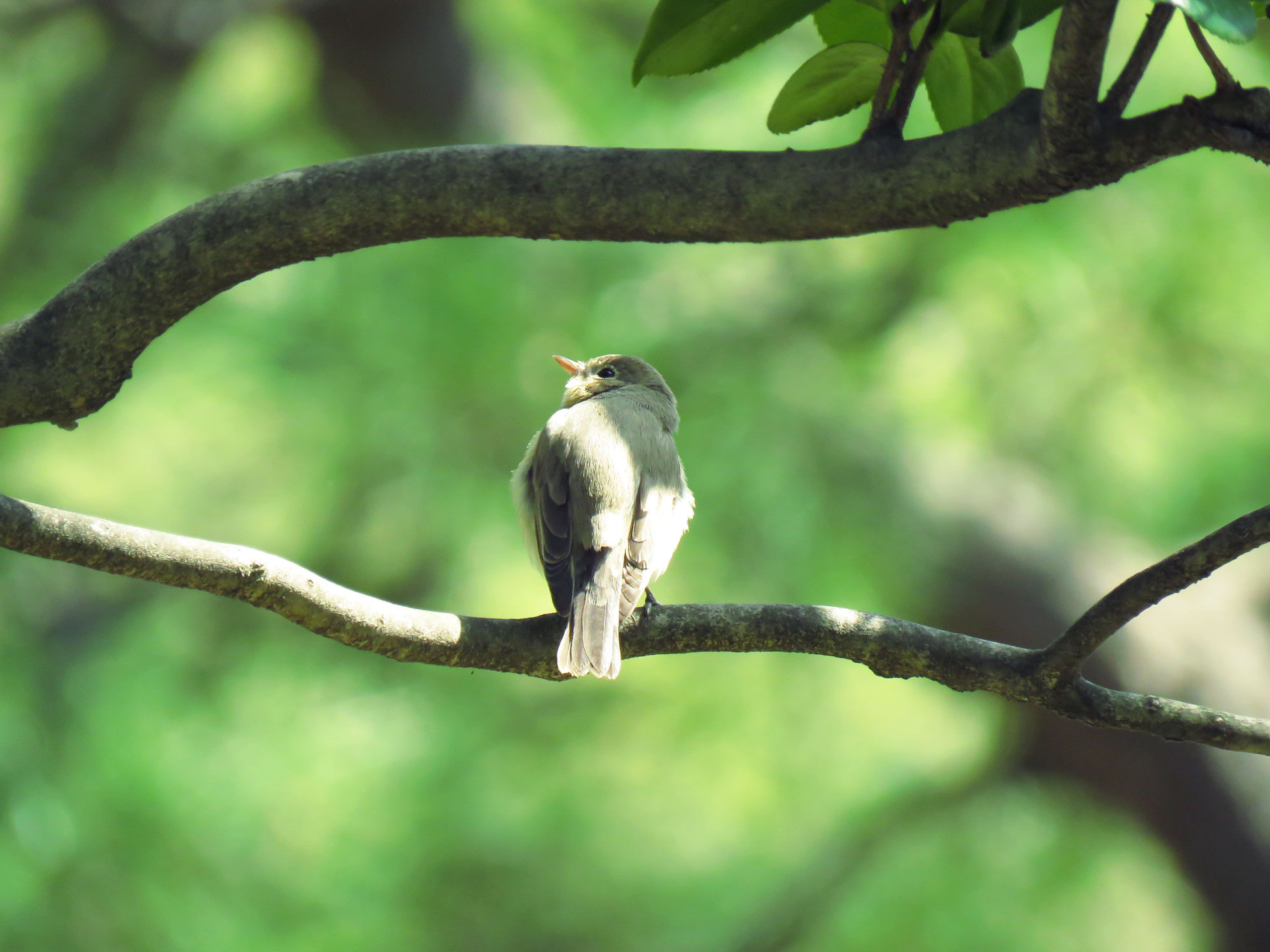 Red-breasted Flycatcher