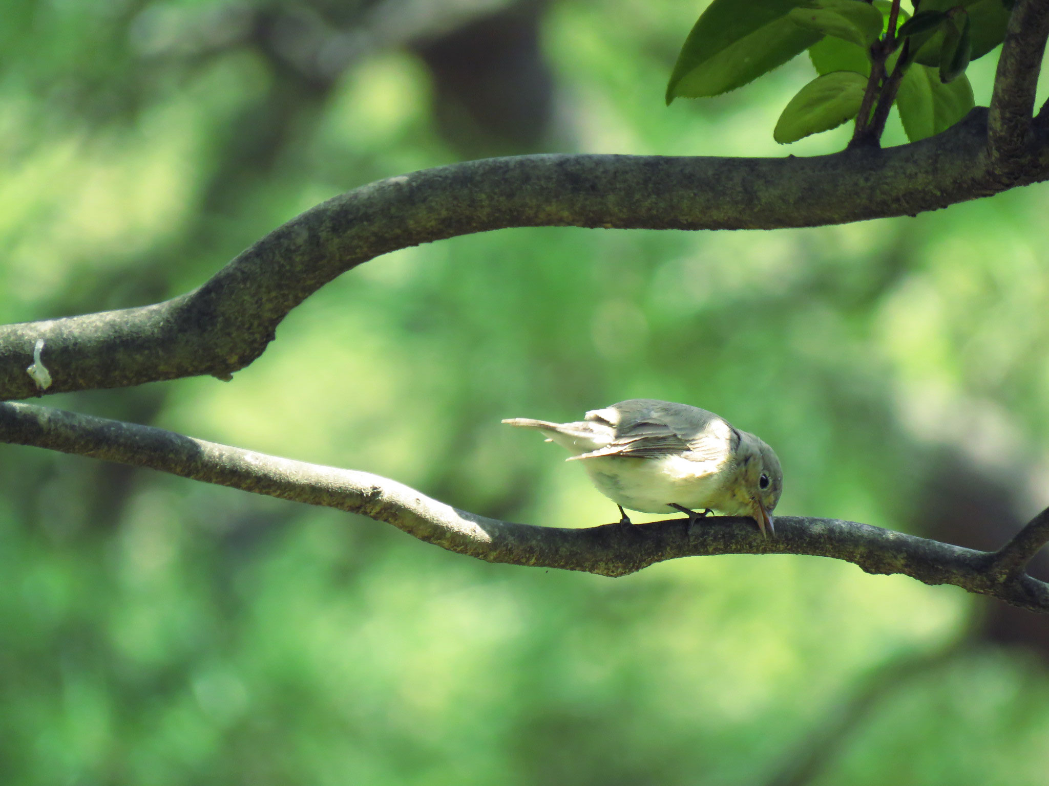 Red-breasted Flycatcher