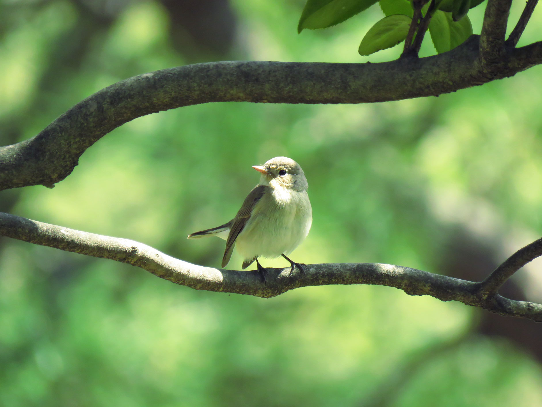 Red-breasted Flycatcher