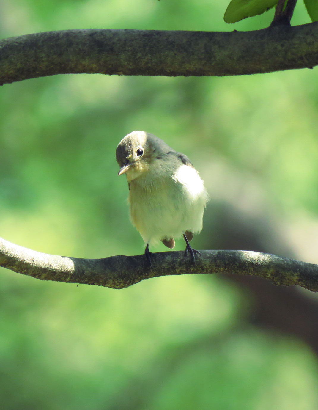 Red-breasted Flycatcher