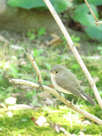 ニシオジロビタキ 日比谷公園 2019年3月24日(日)