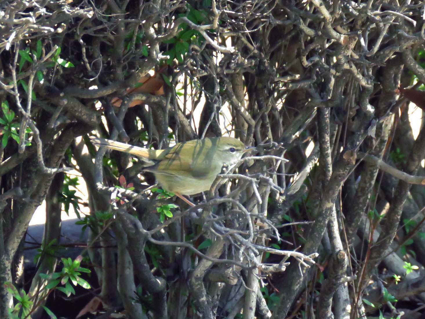 Japanese Bush Warbler