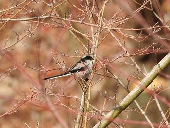 Long-tailed Tit 朝明渓谷 Sun, 3/24/2019