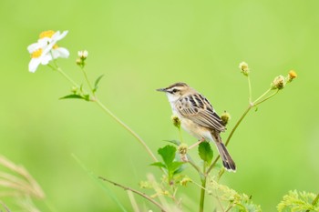 Zitting Cisticola