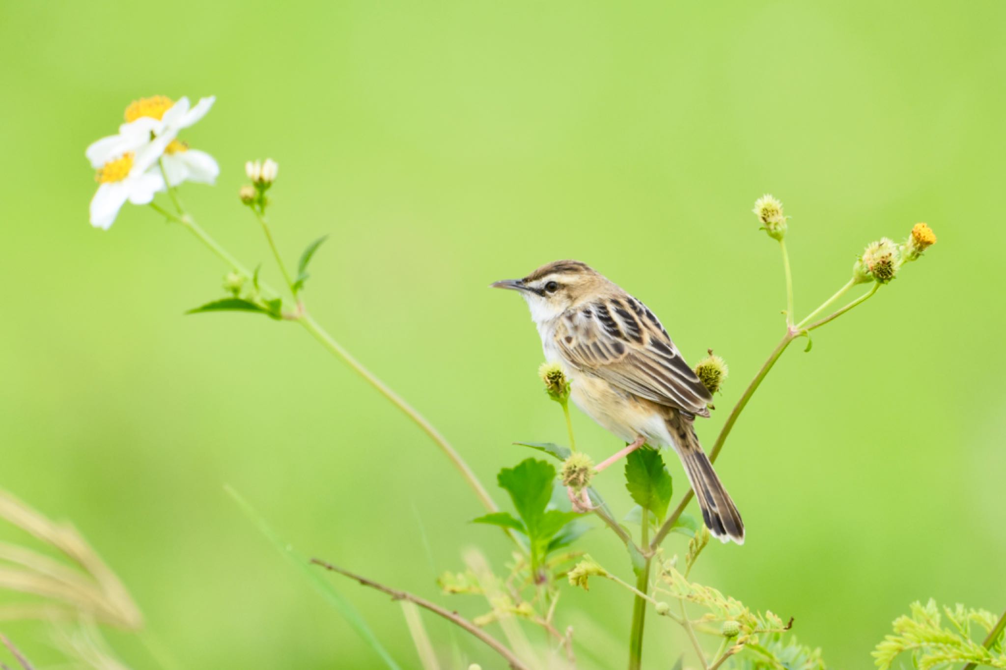 Photo of Zitting Cisticola at 米須海岸 by あやぱに