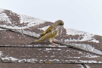 Sun, 3/24/2019 Birding report at Mie-ken Ueno Forest Park