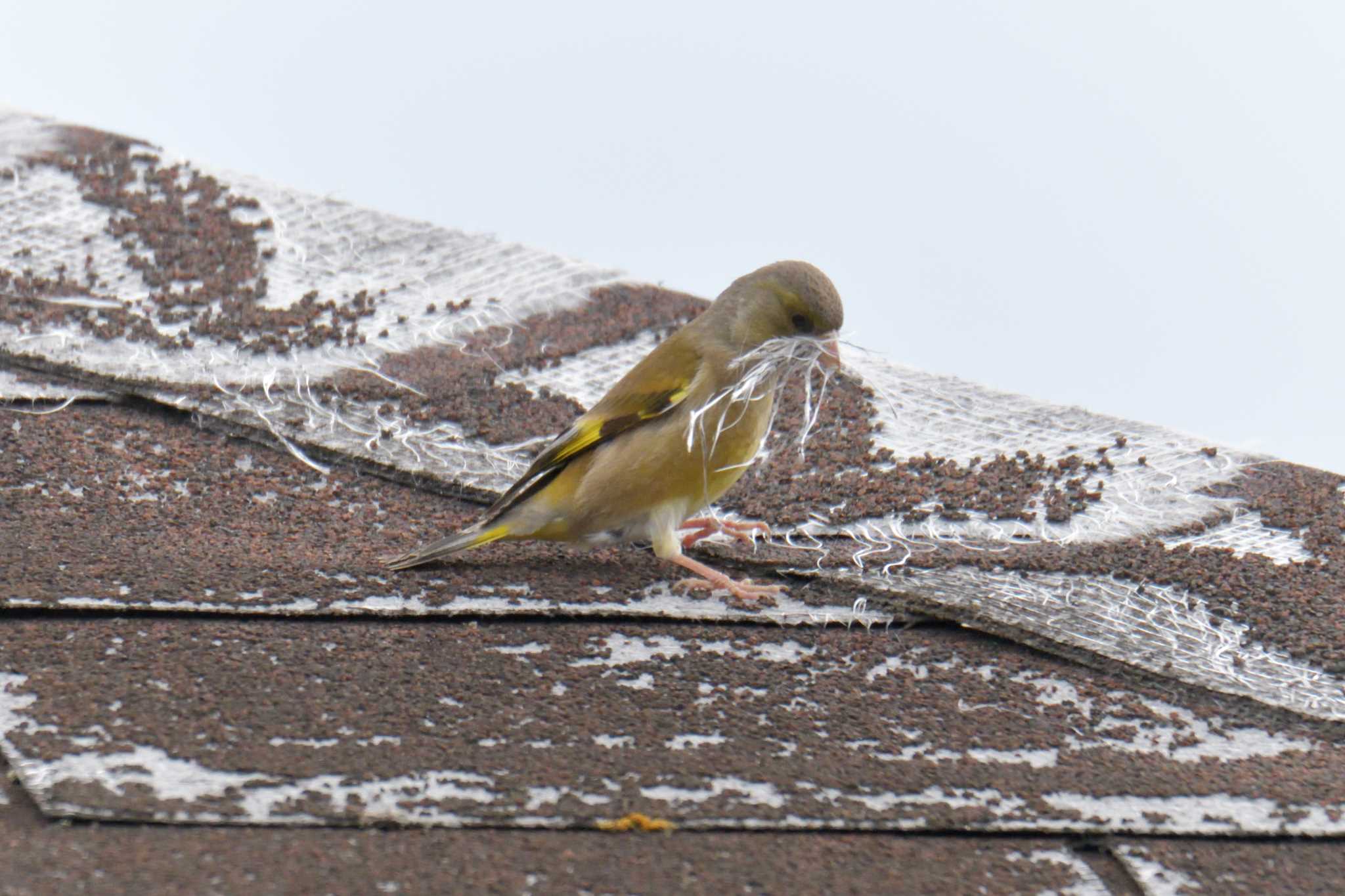 Grey-capped Greenfinch