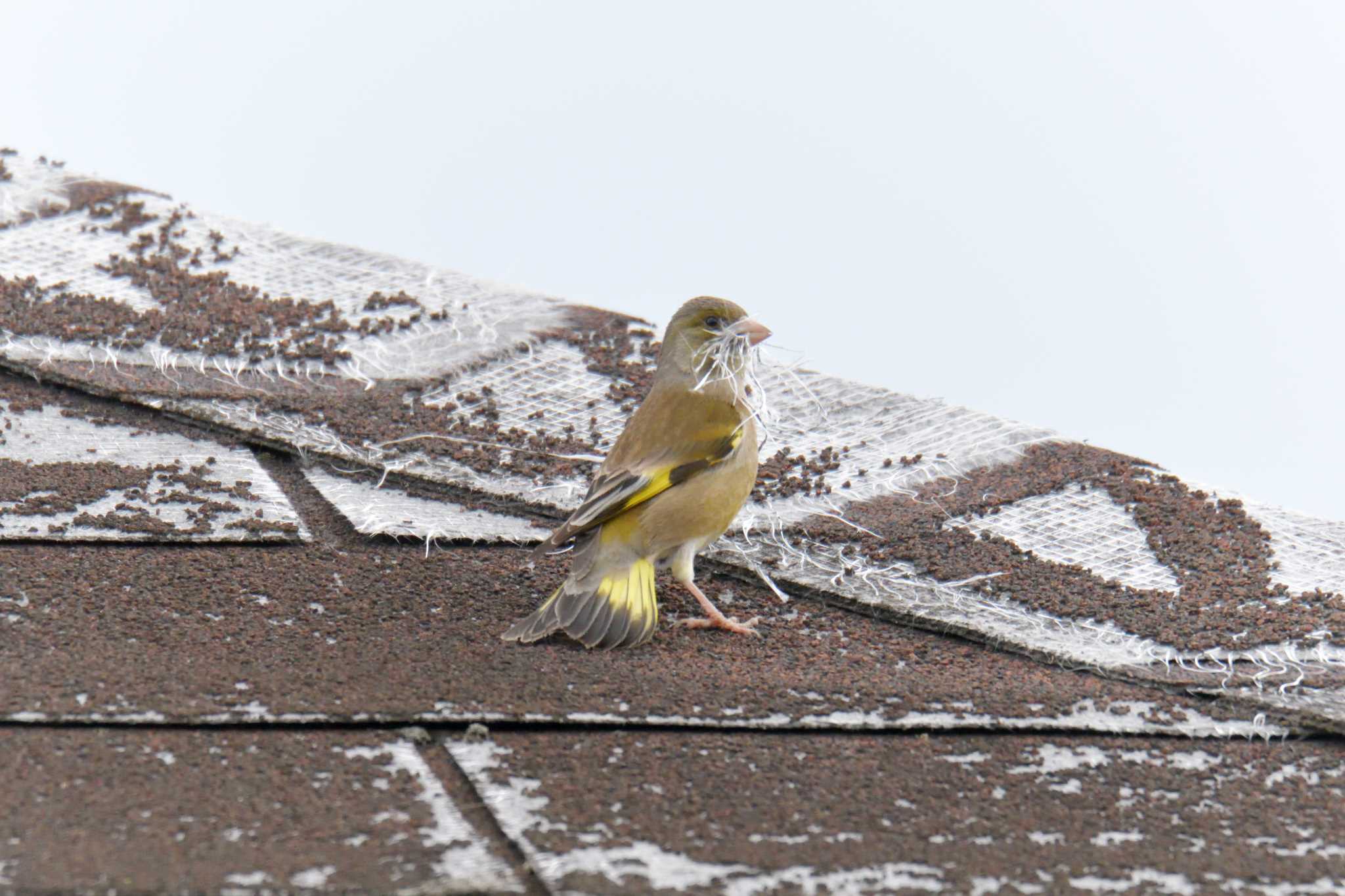 Grey-capped Greenfinch