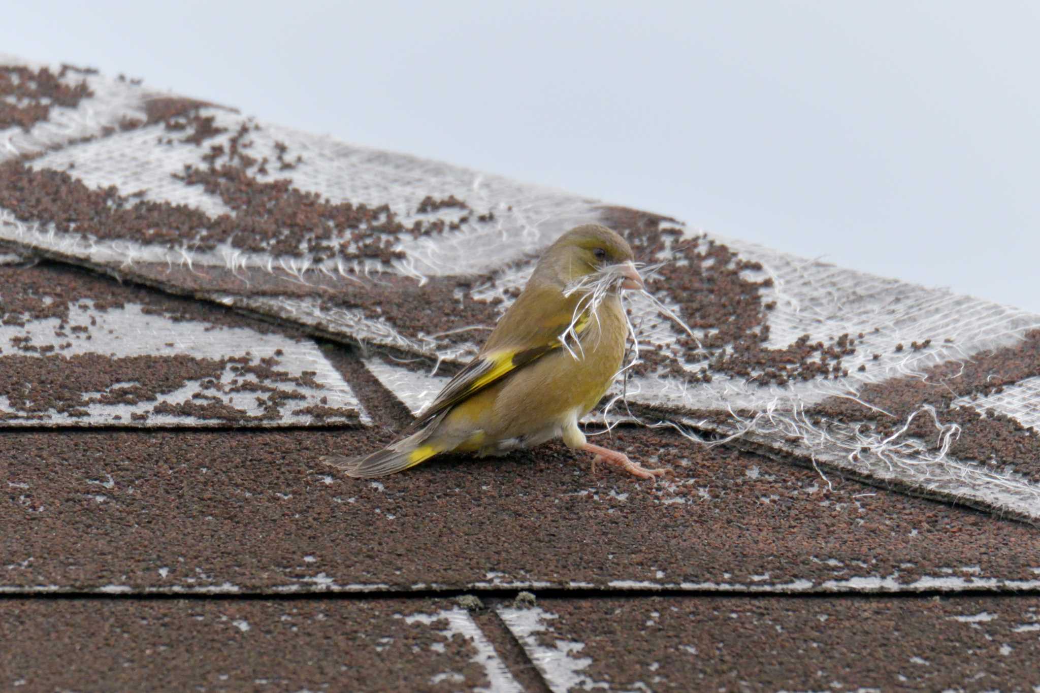 Photo of Grey-capped Greenfinch at Mie-ken Ueno Forest Park by masatsubo