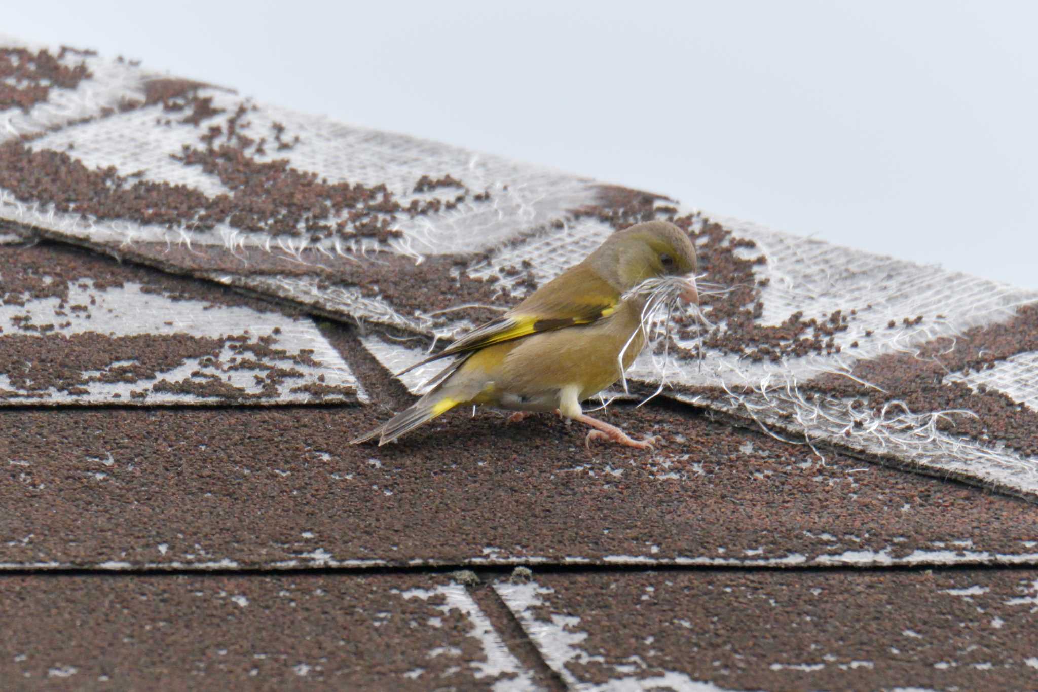 Grey-capped Greenfinch