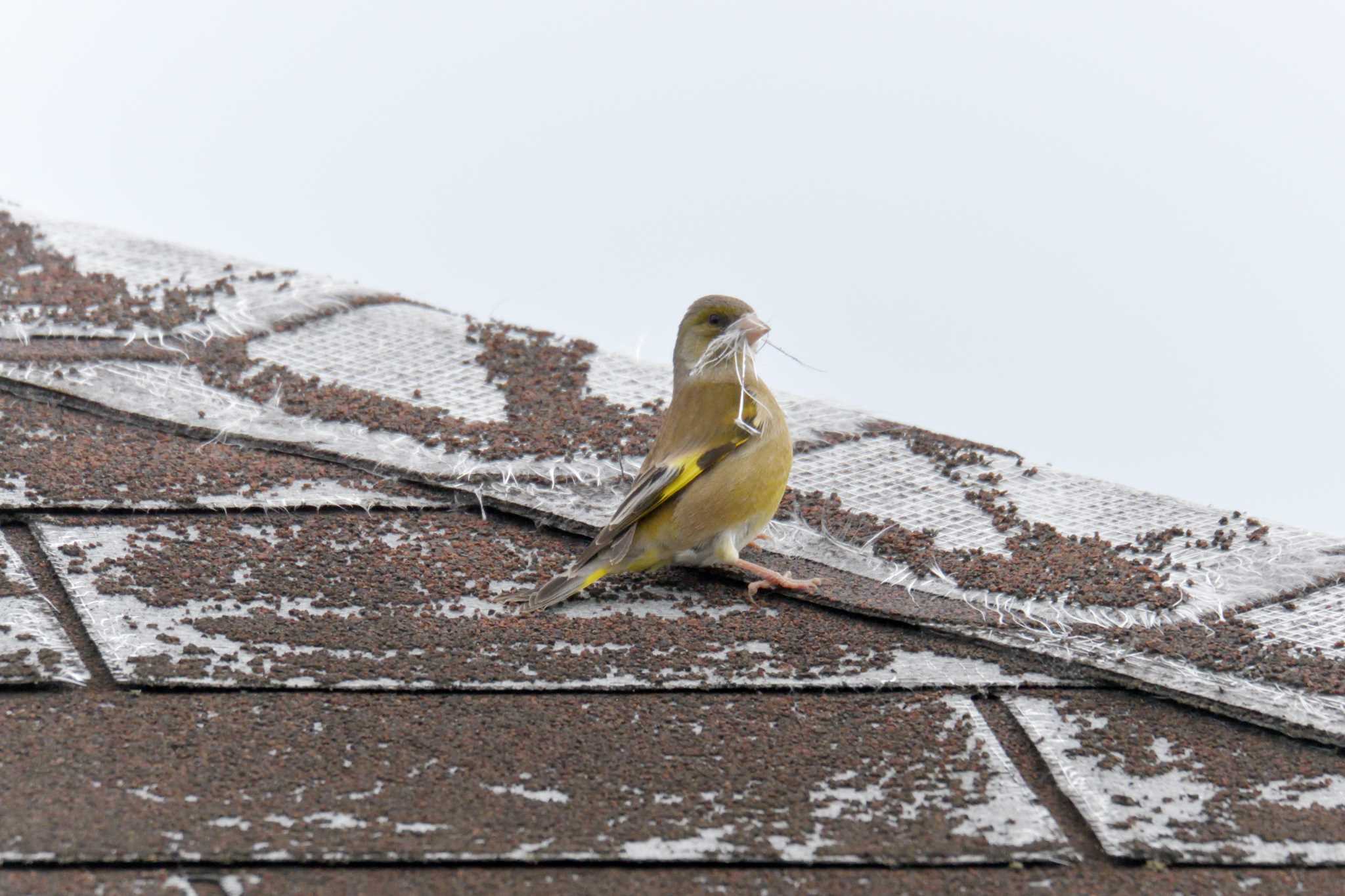 Grey-capped Greenfinch