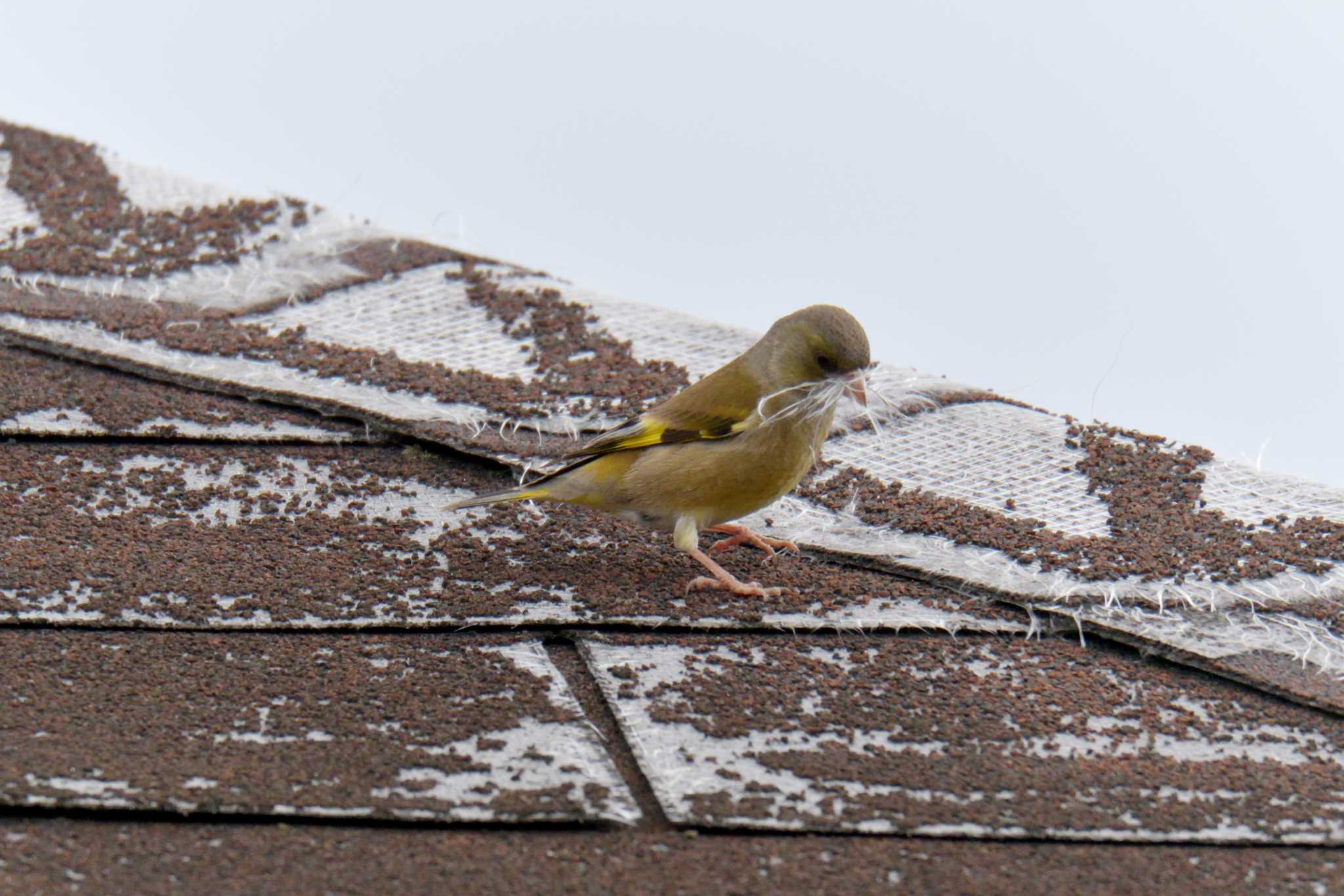 Grey-capped Greenfinch