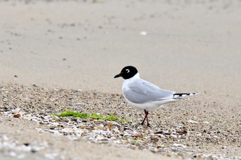 Saunders's Gull