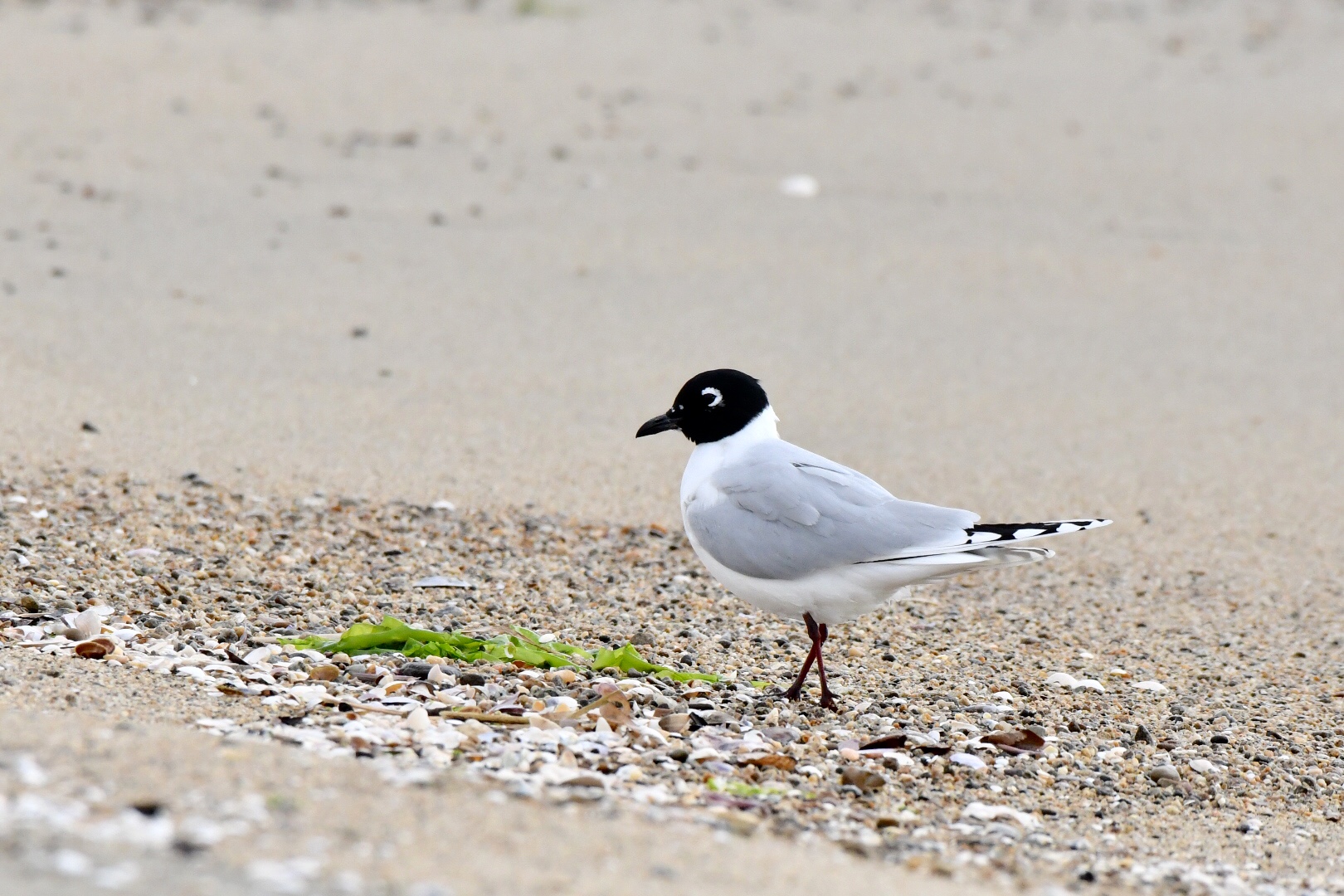 Photo of Saunders's Gull at 三重県 by 倶利伽羅