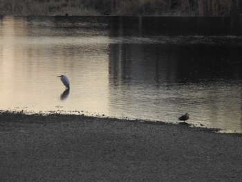 2019年3月24日(日) 高野川、京都の野鳥観察記録