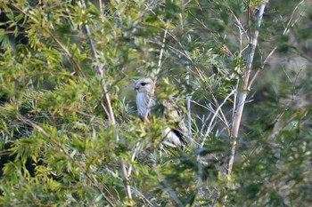 2019年3月24日(日) 葛西臨海公園の野鳥観察記録