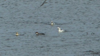 2019年3月24日(日) 舞鶴遊水地の野鳥観察記録