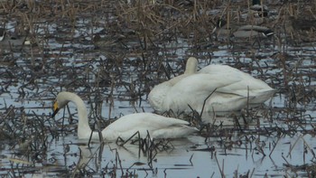 オオハクチョウ 舞鶴遊水地 2019年3月24日(日)