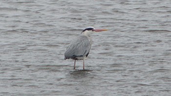 2019年3月24日(日) 長都沼(千歳市)の野鳥観察記録