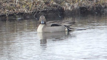 2019年3月24日(日) 鶴乃湯温泉の野鳥観察記録