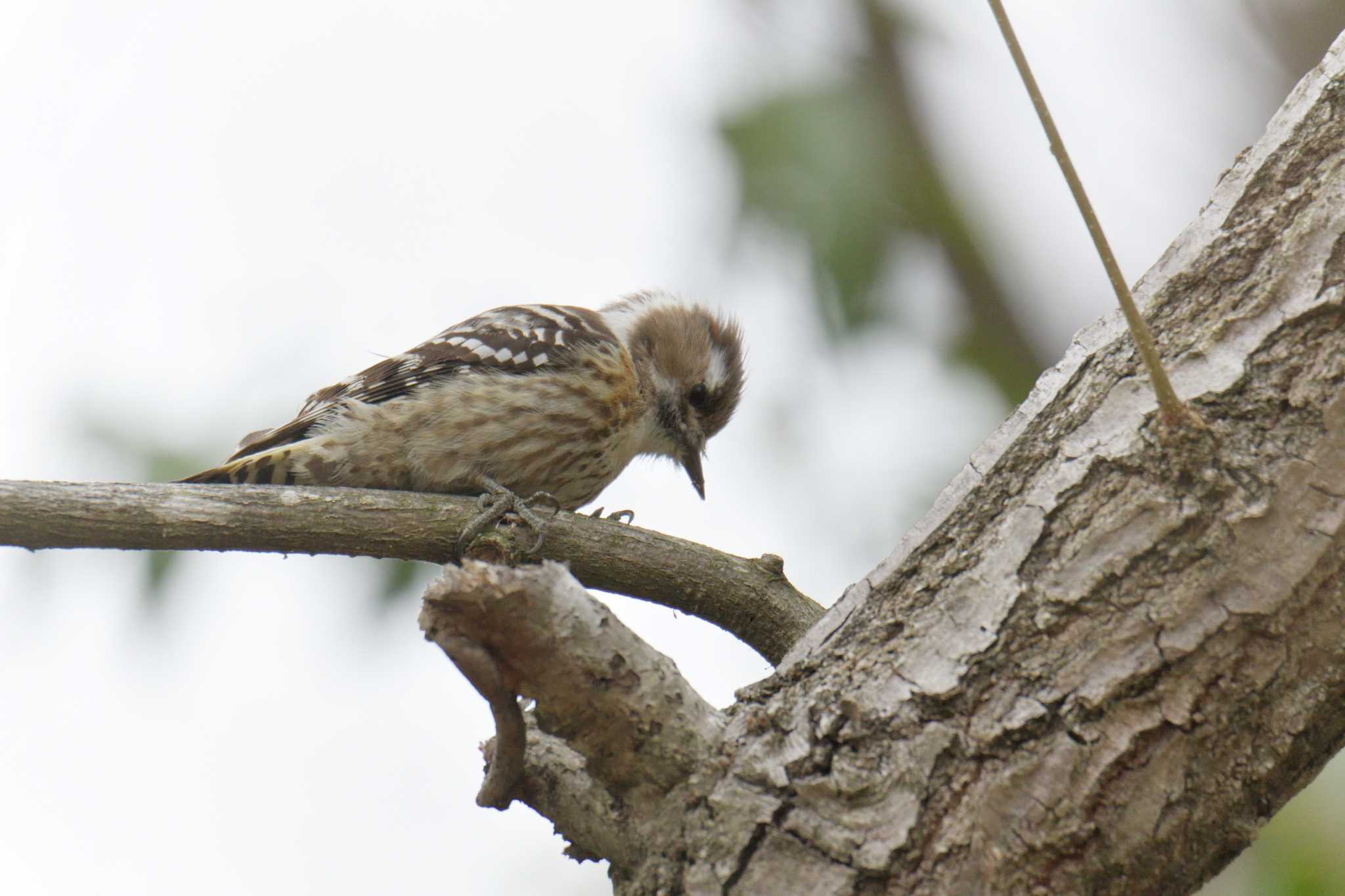 Photo of Japanese Pygmy Woodpecker at Mie-ken Ueno Forest Park by masatsubo