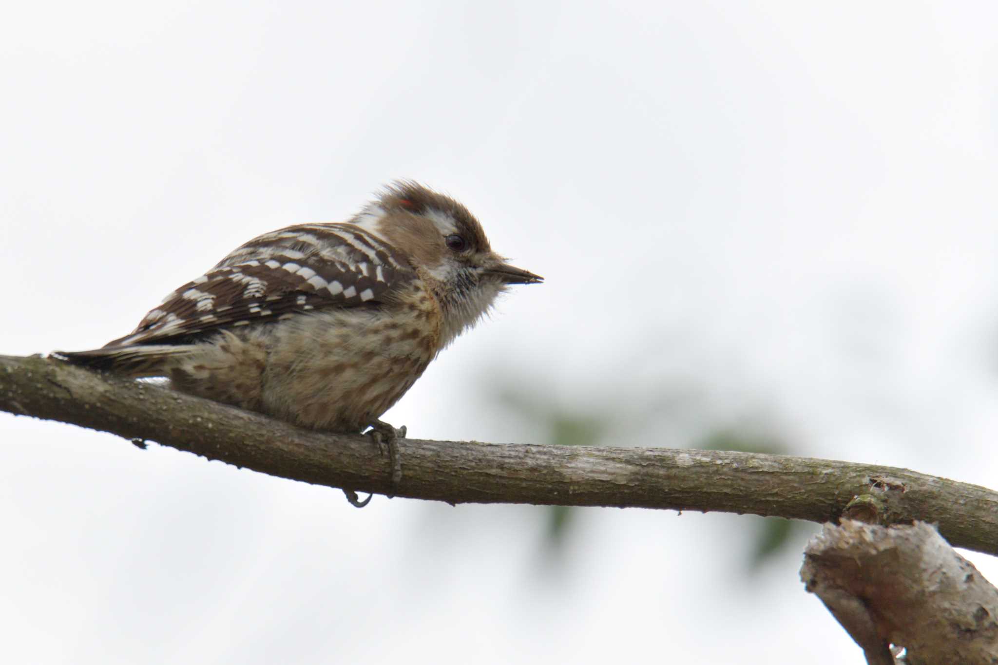 Japanese Pygmy Woodpecker