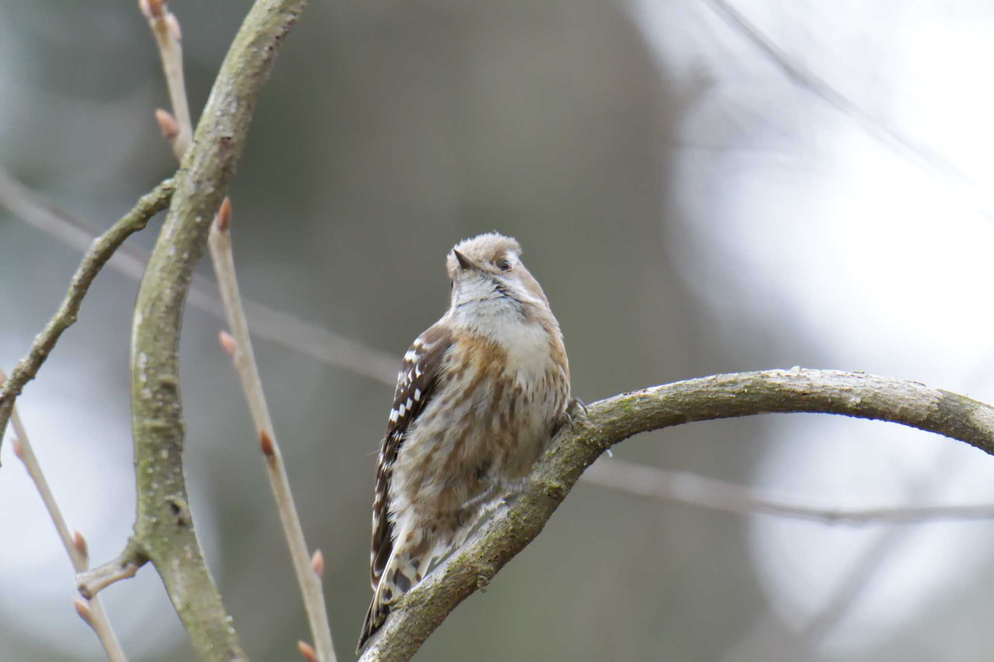 Japanese Pygmy Woodpecker