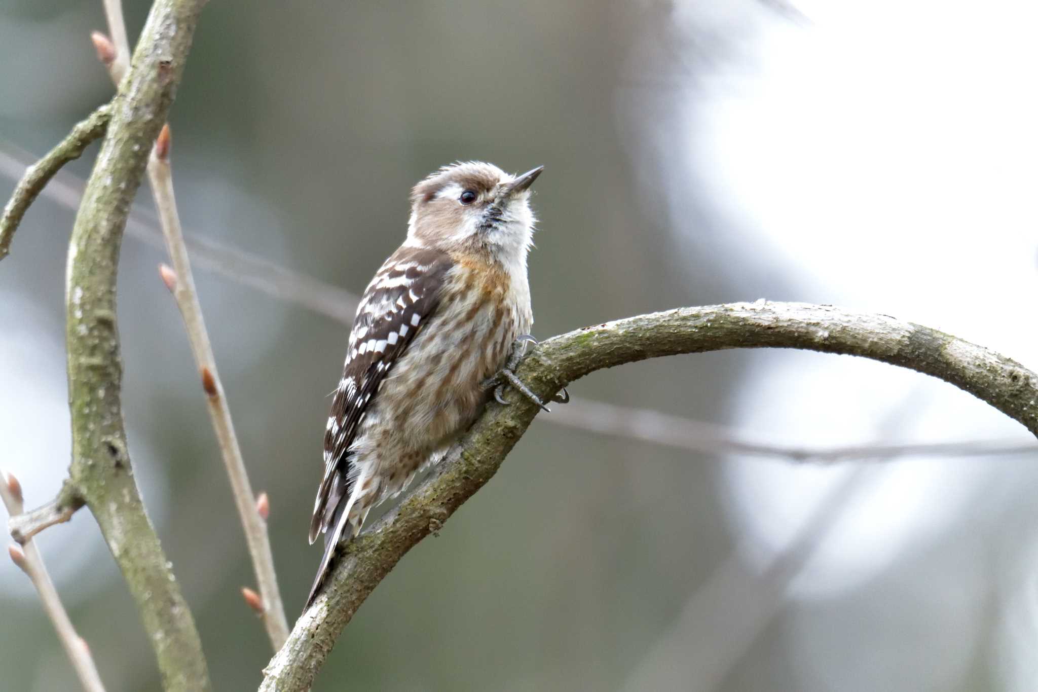 Japanese Pygmy Woodpecker