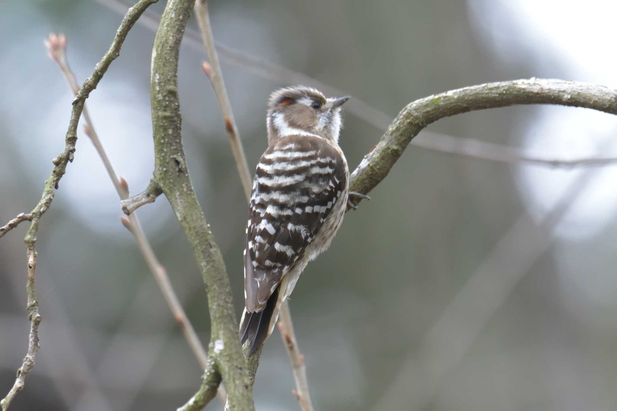 Japanese Pygmy Woodpecker