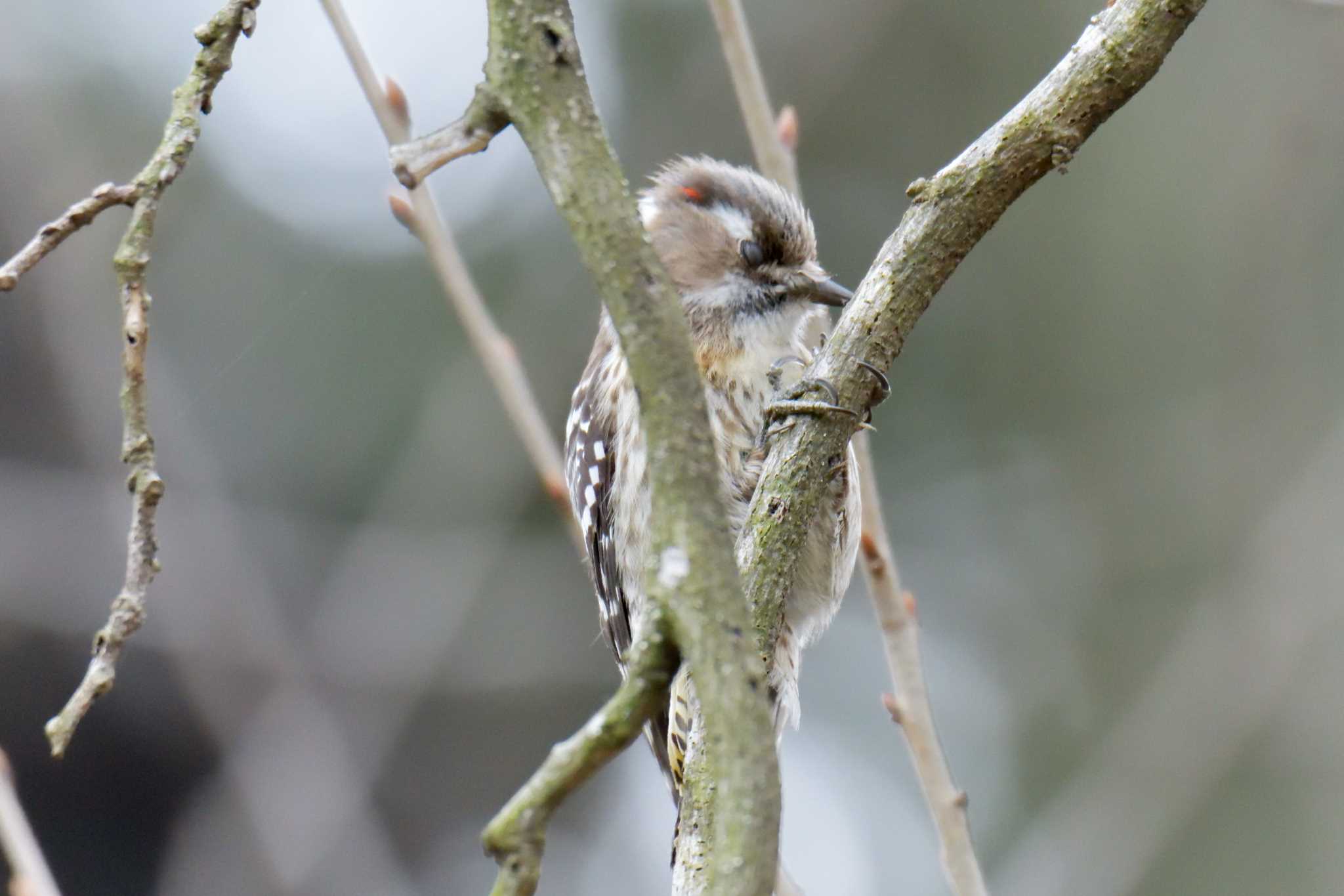 Japanese Pygmy Woodpecker