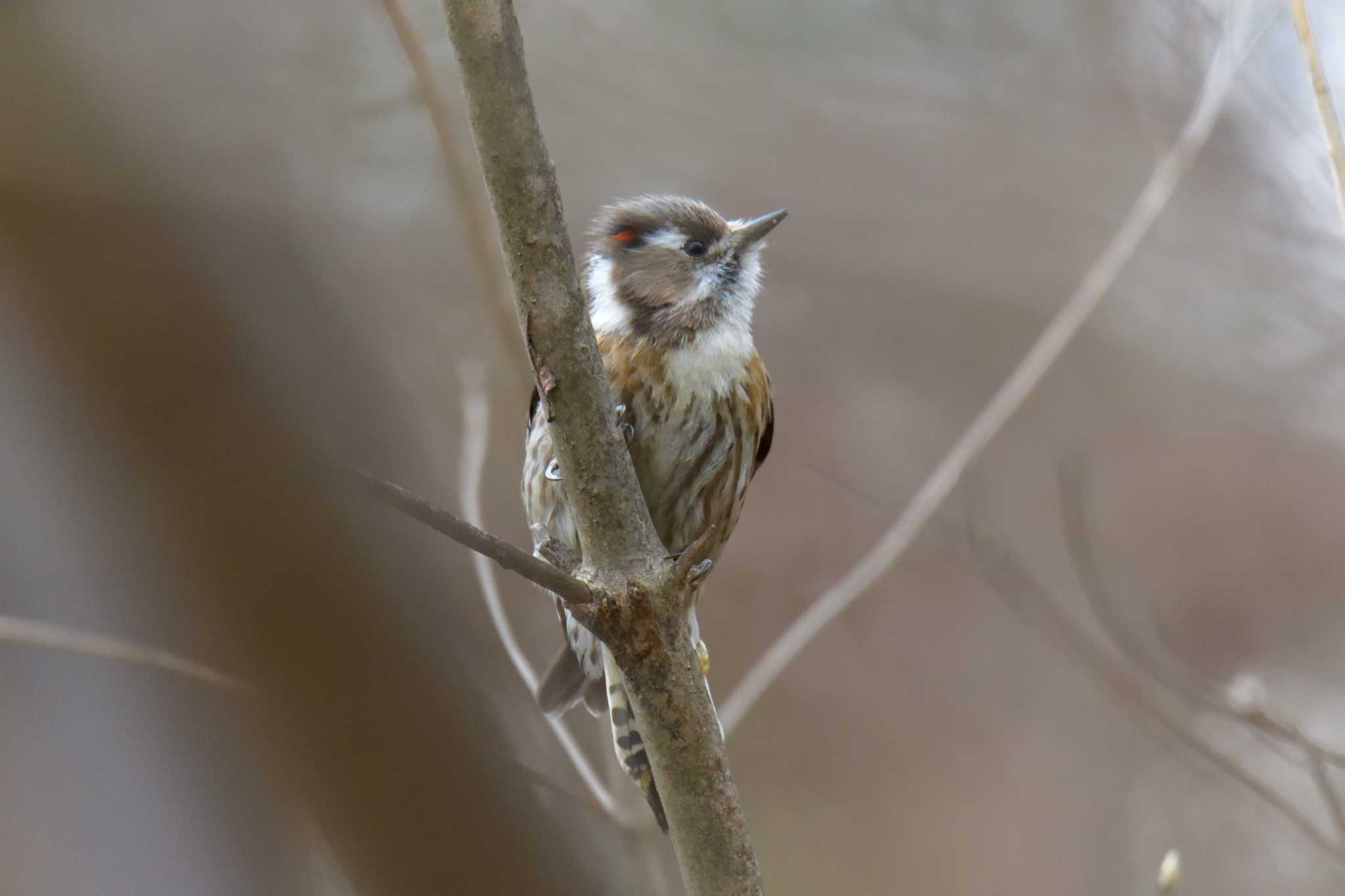 Japanese Pygmy Woodpecker