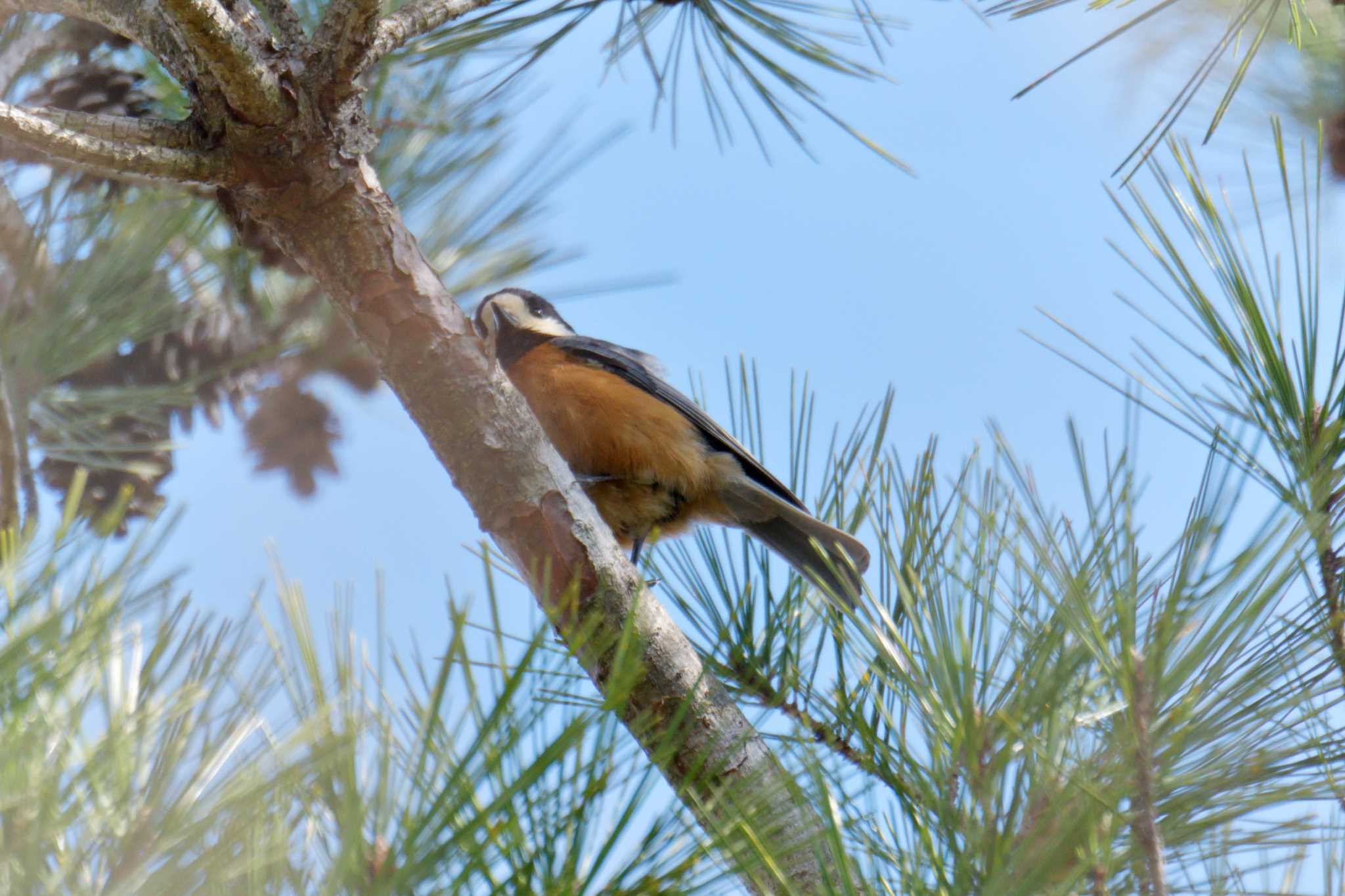 Photo of Varied Tit at Mie-ken Ueno Forest Park by masatsubo